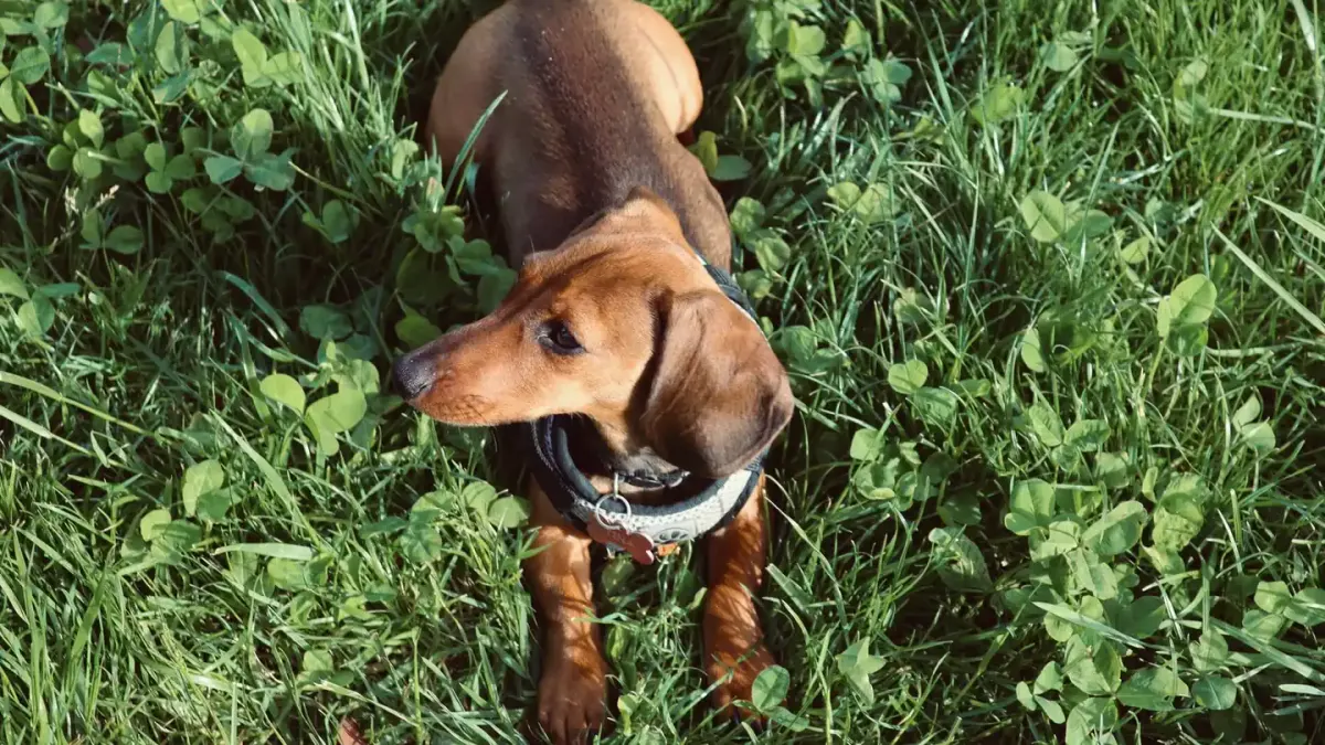 Dog sniffing grass