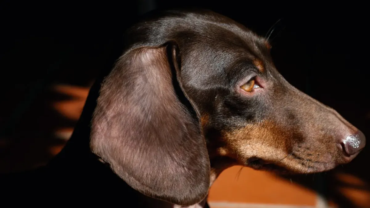 Dog standing indoors