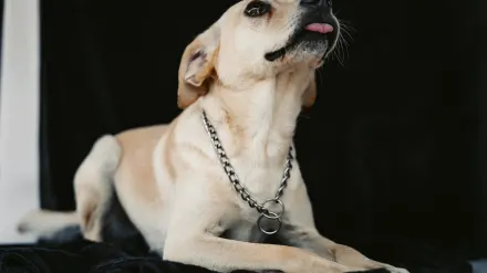 Dog standing indoors