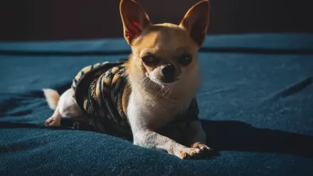Dog standing indoors