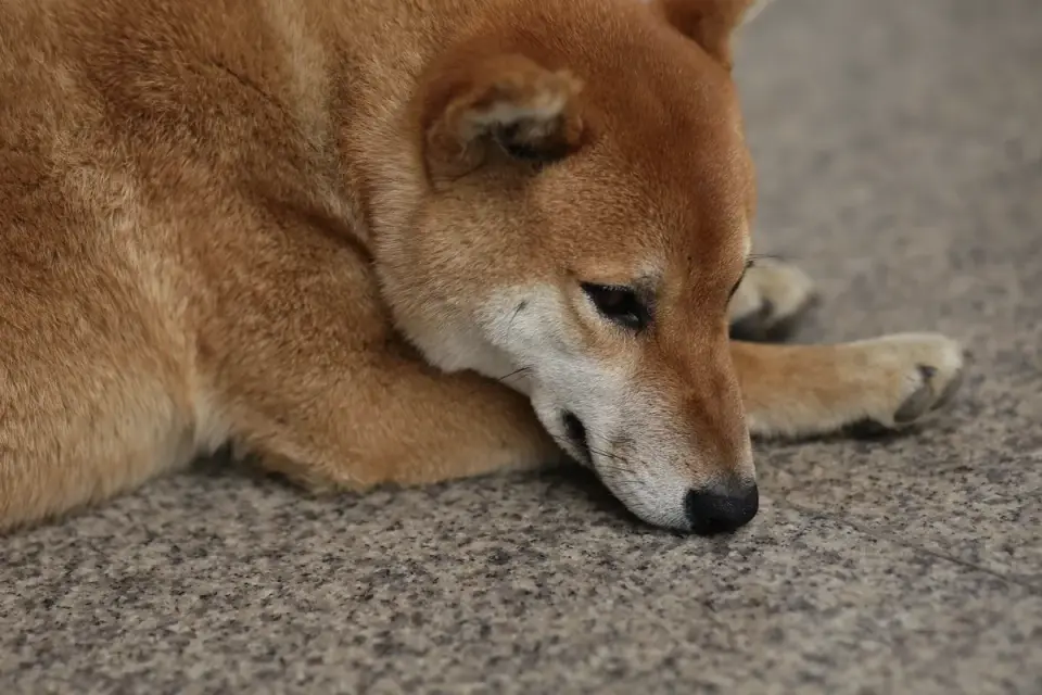 Dog stretching indoors