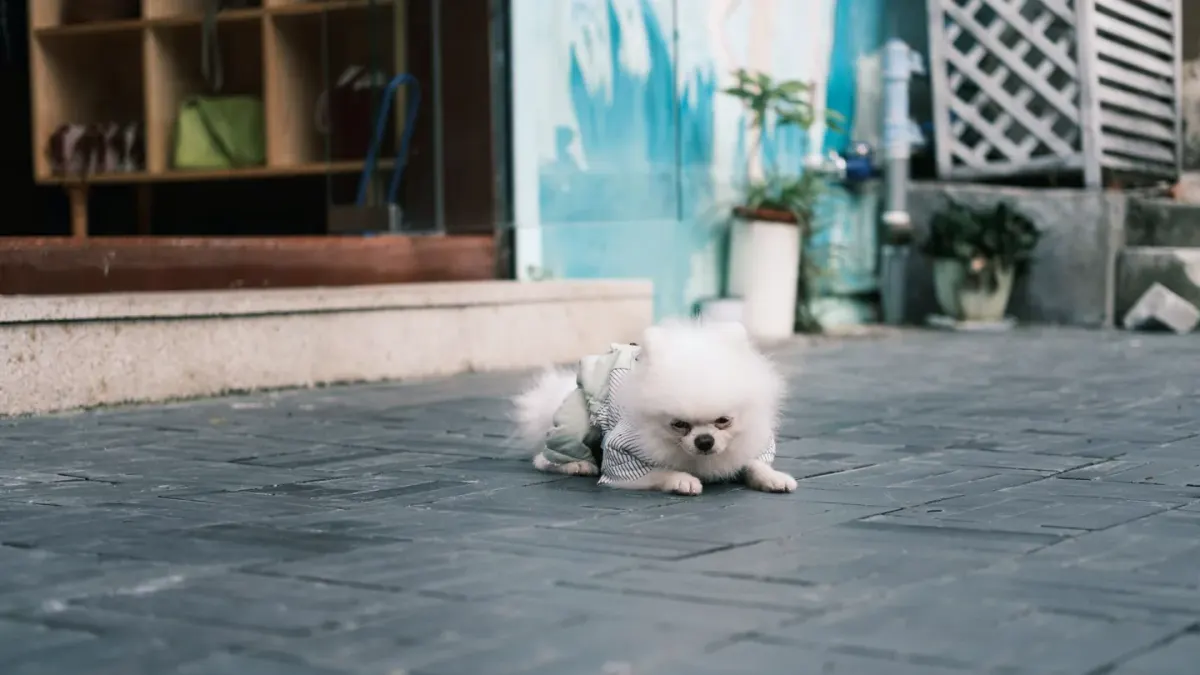 Dog stretching indoors