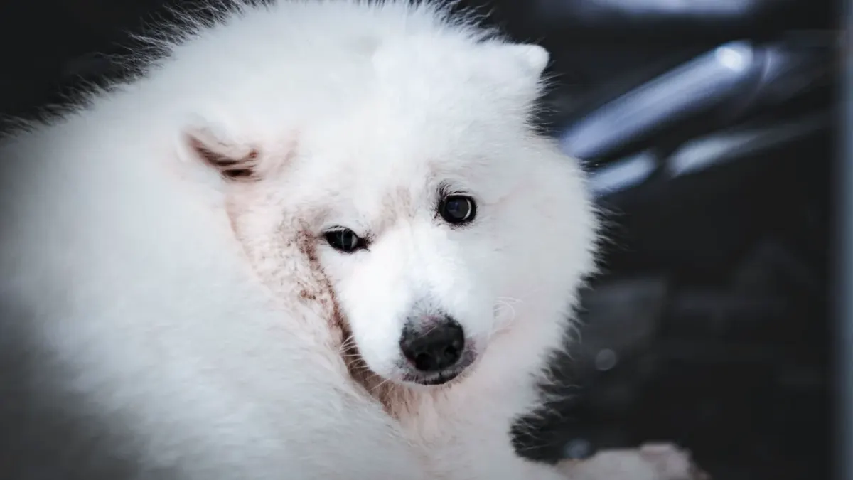 Dog tilting its head