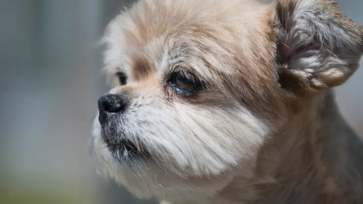 Dog tilting its head