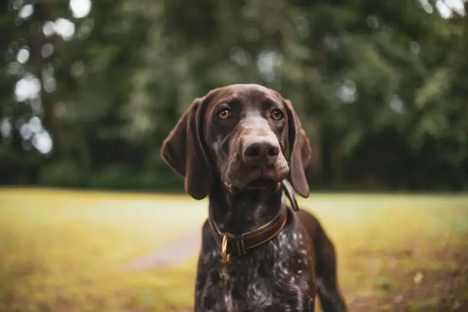 Dog tilting its head