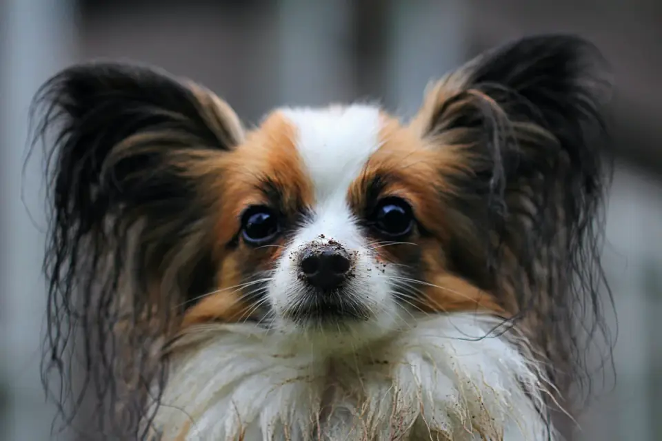 Dog tilting its head