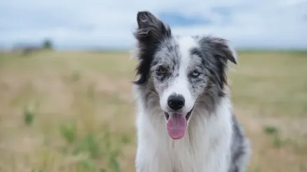 Dog tilting its head