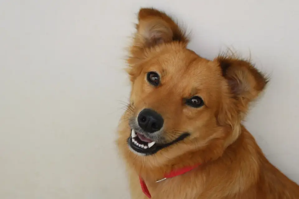 Dog tilting its head