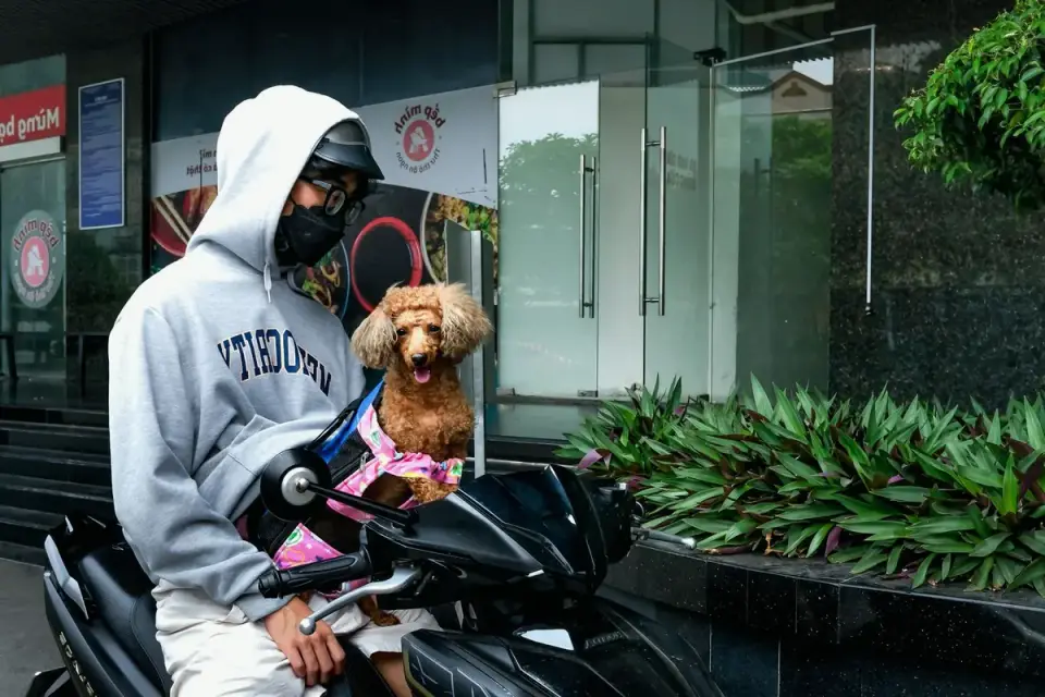 Dog traveling with an owner