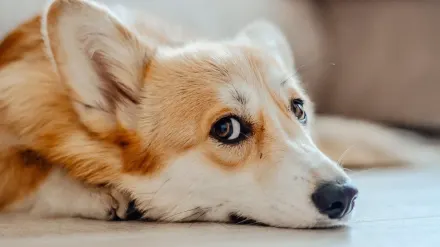 Dog under furniture