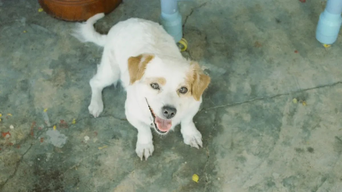 Dog waiting beside a bowl