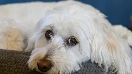 Dog waiting indoors