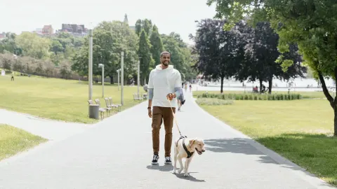 Dog walking outdoors