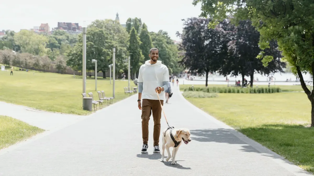 Dog walking outdoors
