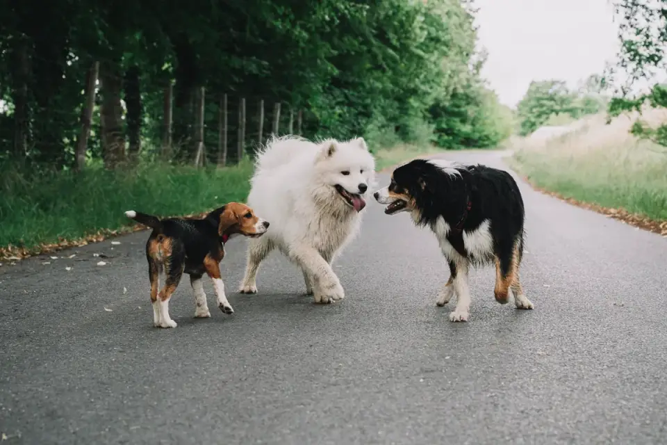 Dog walking outdoors