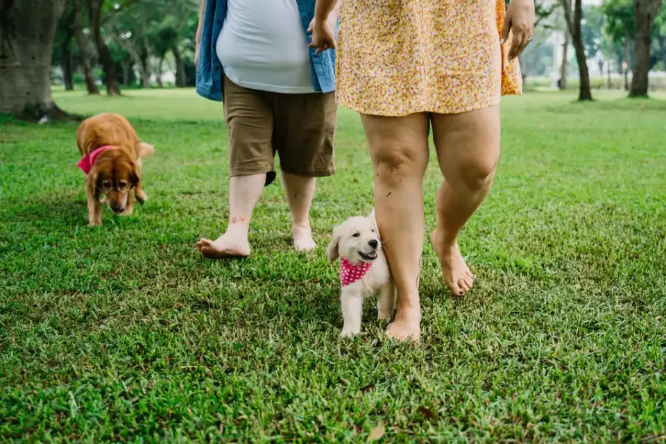 Dog walking outdoors