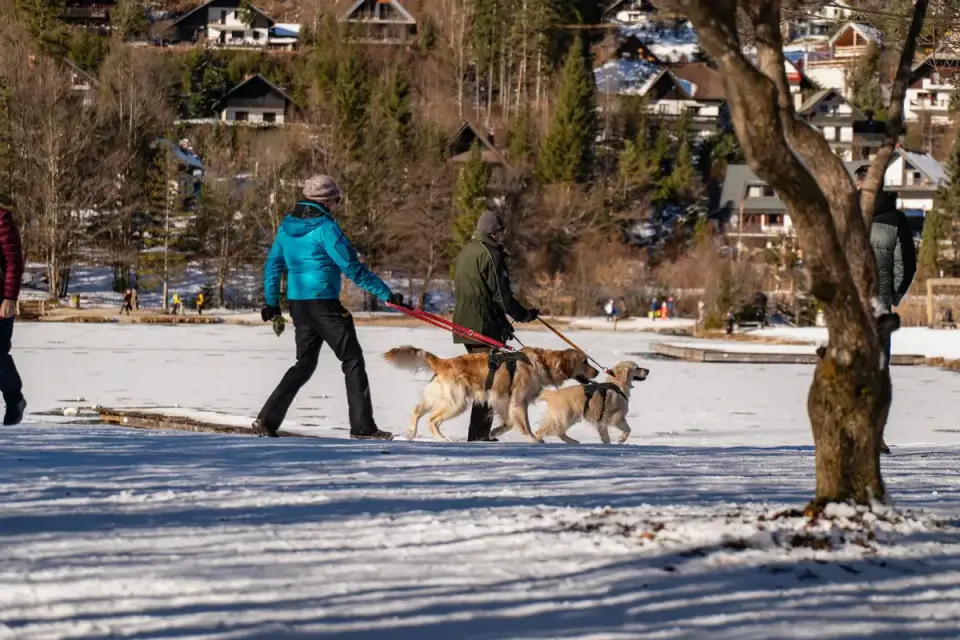 Dog walking with an owner