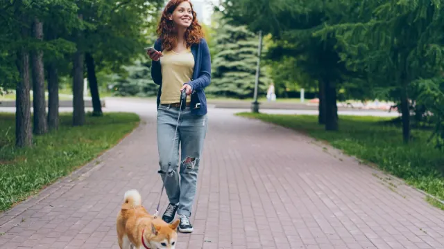 Dog walking with an owner