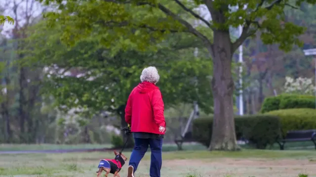Dog walking with an owner