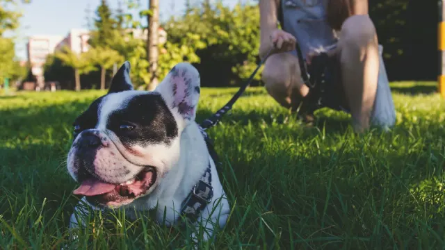 Dog walking with an owner