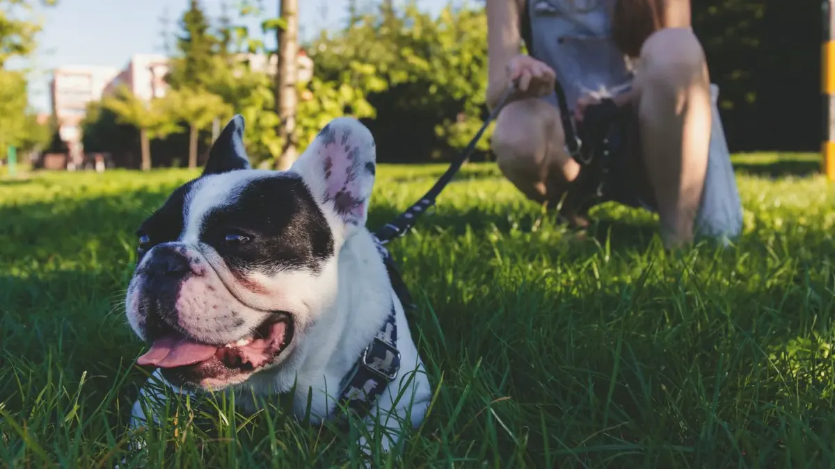 Dog walking with an owner