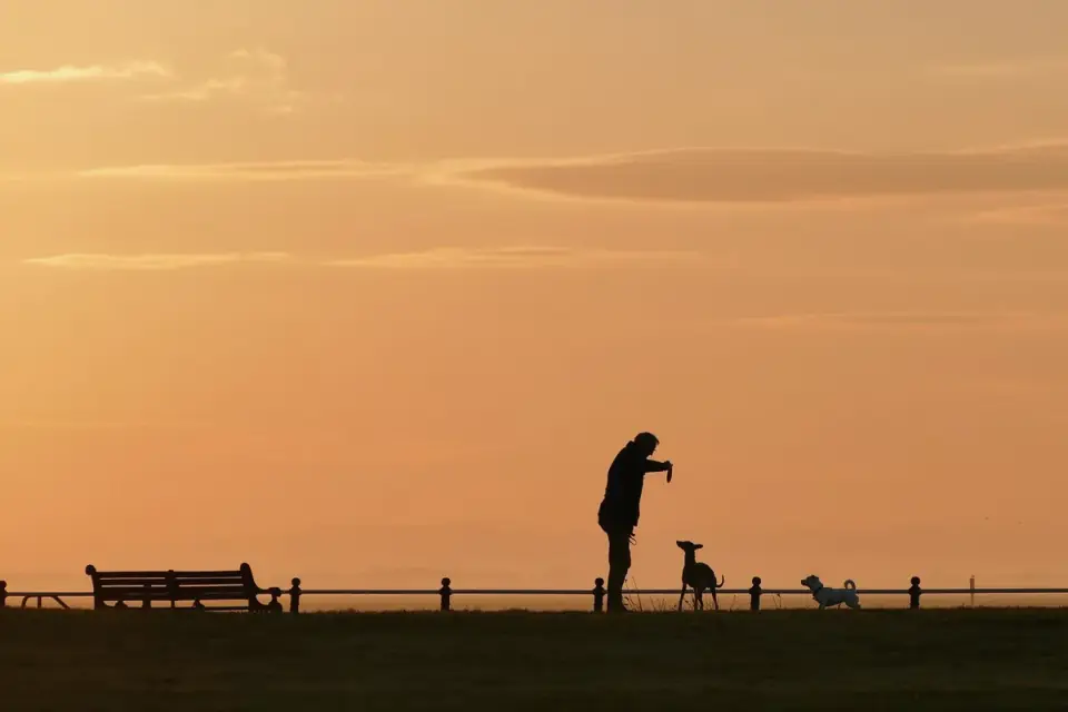 Dog walking with an owner