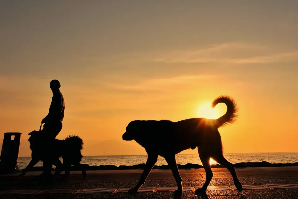 Dog walking with an owner