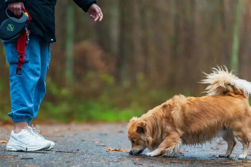 Dog walking with an owner