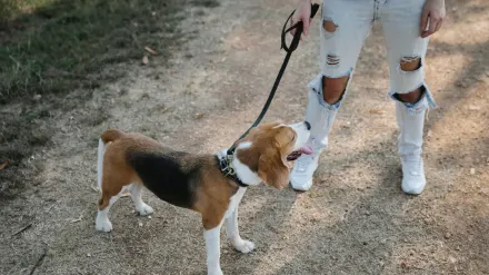 Dog walking with owner outdoors