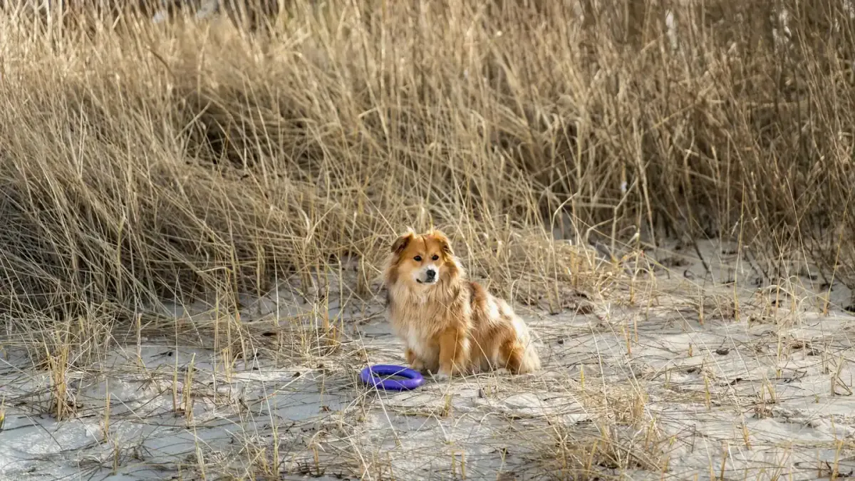Dog with a rubber toy