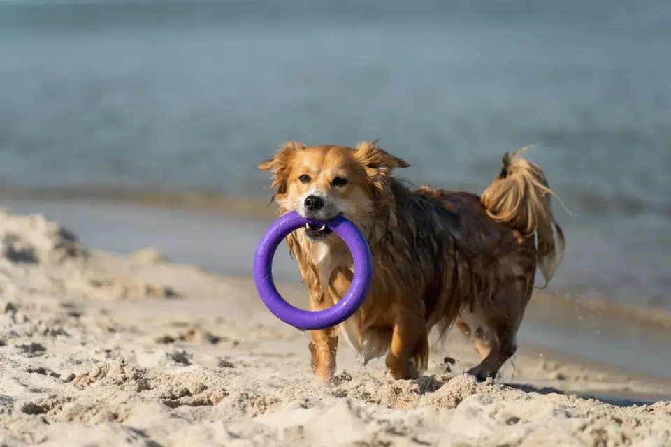 Dog with a rubber toy