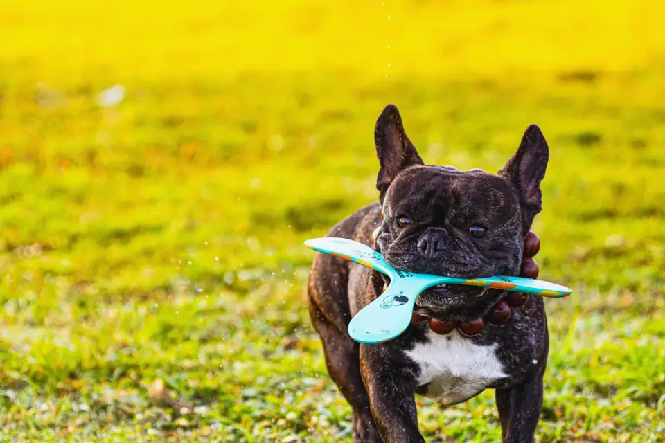 Dog with a rubber toy