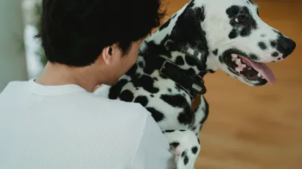 Dog with an owner at home