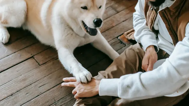 Dog with an owner at home