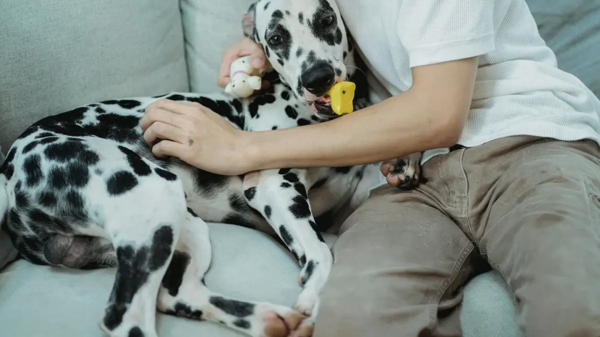 Dog with an owner