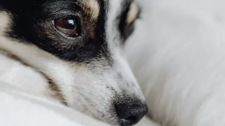 Dog with eyes closed
