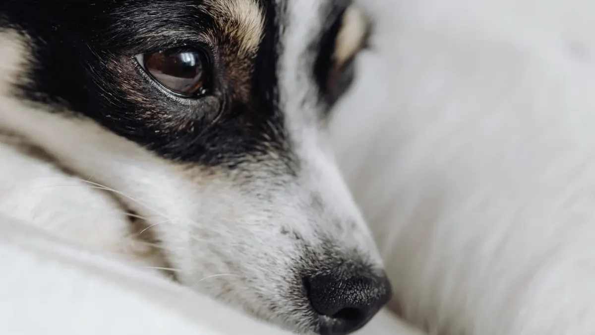 Dog with eyes closed