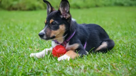 Dog with rubber toy home