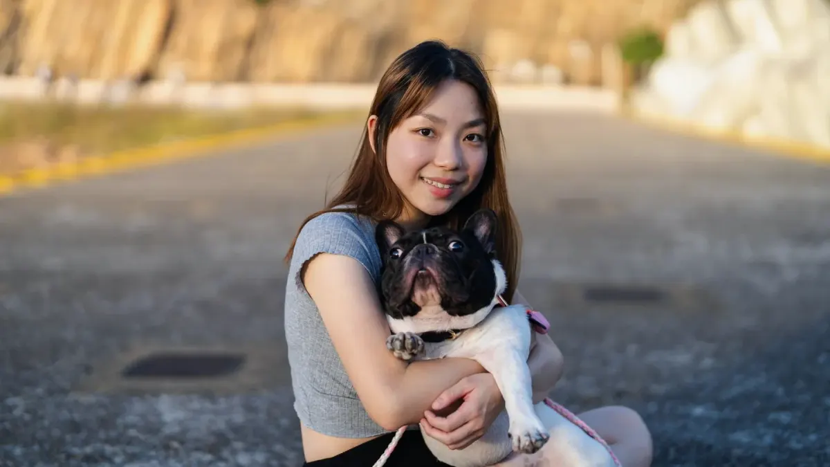 French bulldog portrait