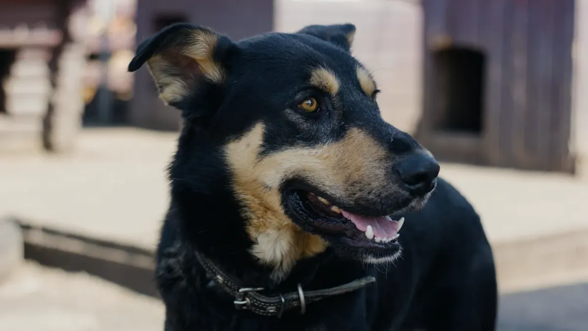 German shepherd standing outdoors
