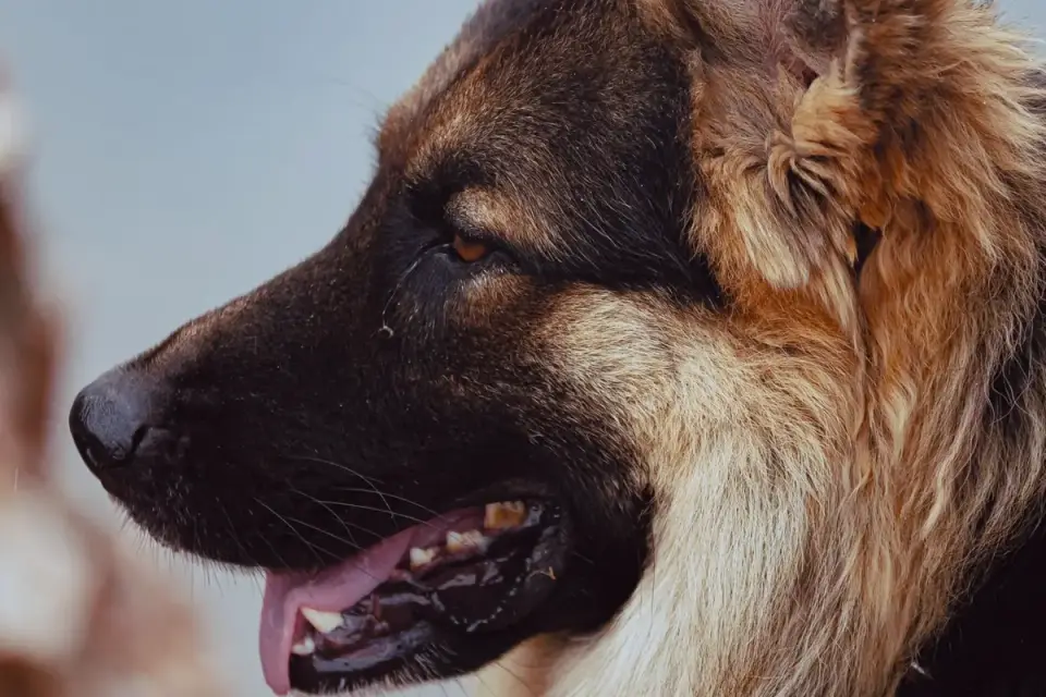 German shepherd standing outdoors