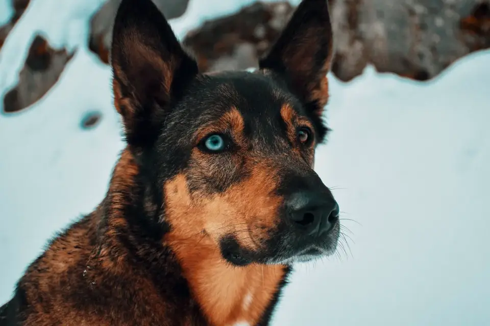 German shepherd standing outdoors