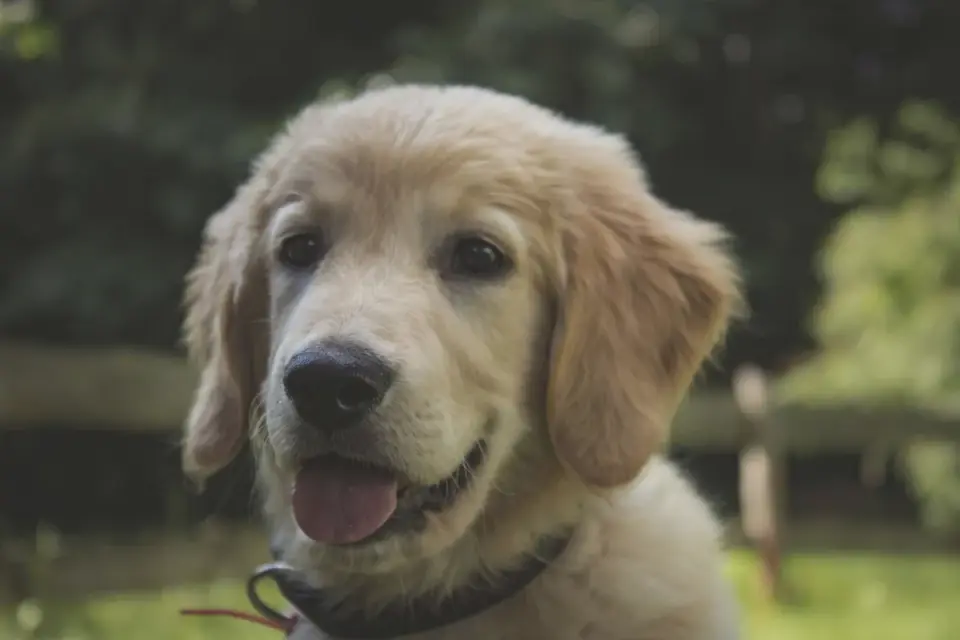Golden retriever portrait