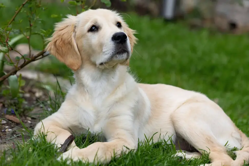 Golden retriever portrait