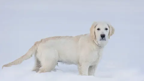 Golden retriever portrait