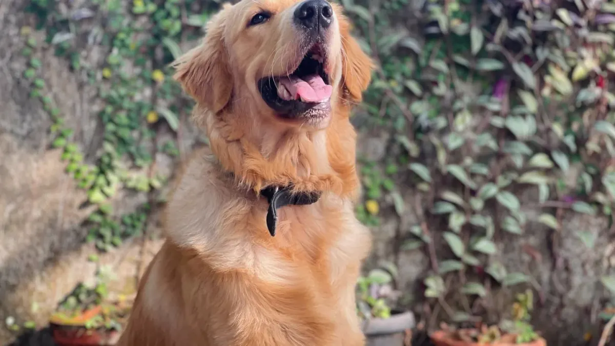Golden retriever portrait