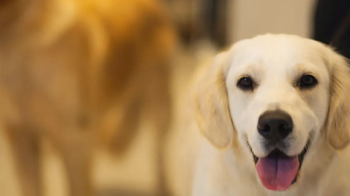 Golden retriever portrait