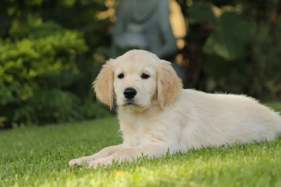 Golden retriever portrait