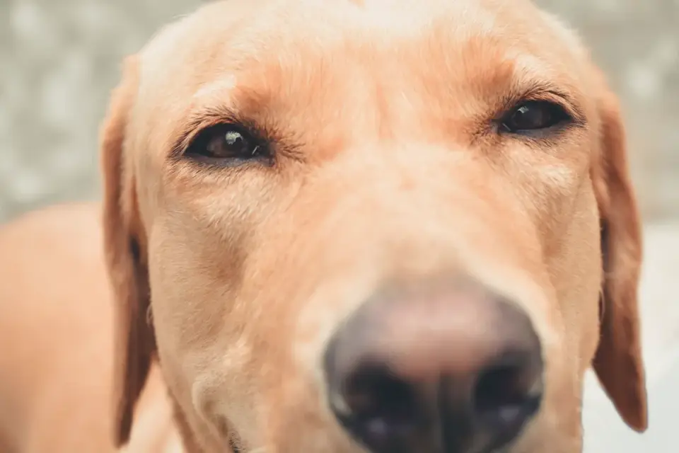 Labrador retriever outdoors