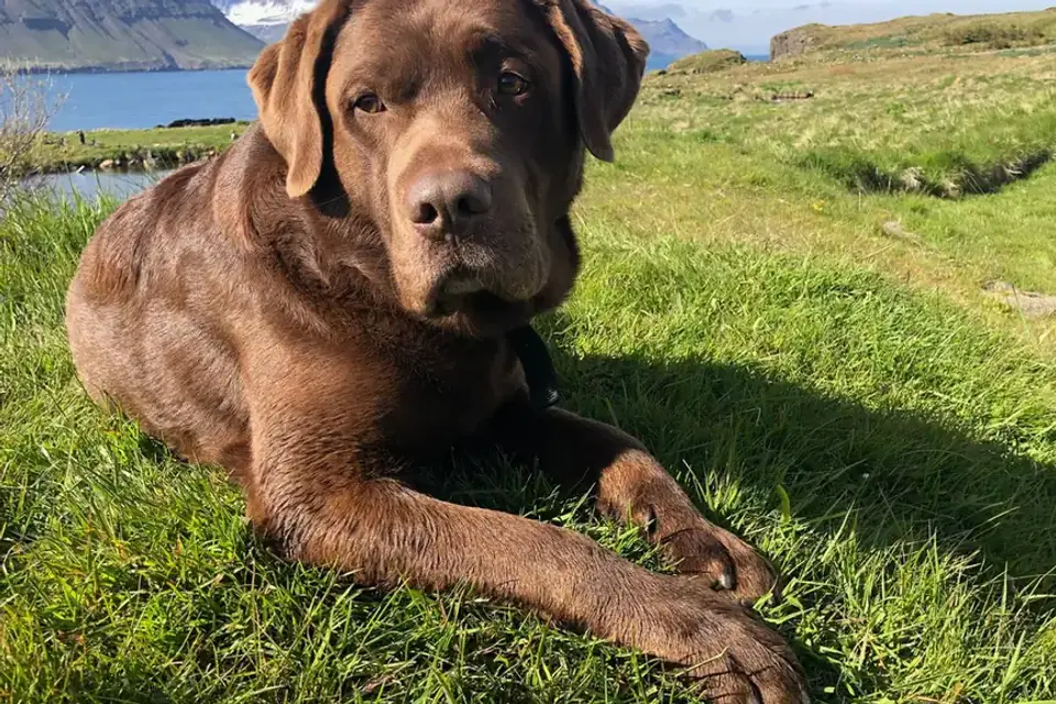 Labrador retriever outdoors